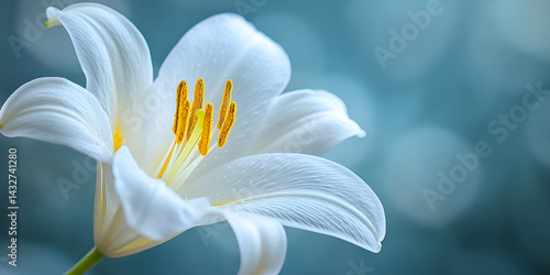 White lily close-up with soft background, Elegant white lily flower with bokeh, Pure white lily in spring garden