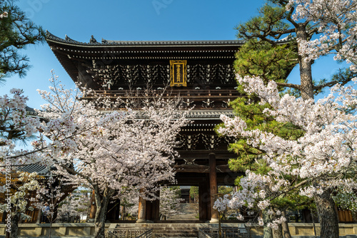 Obraz na płótnie Konkai komyo-ji temple during the sakura season in Kyoto w salonie