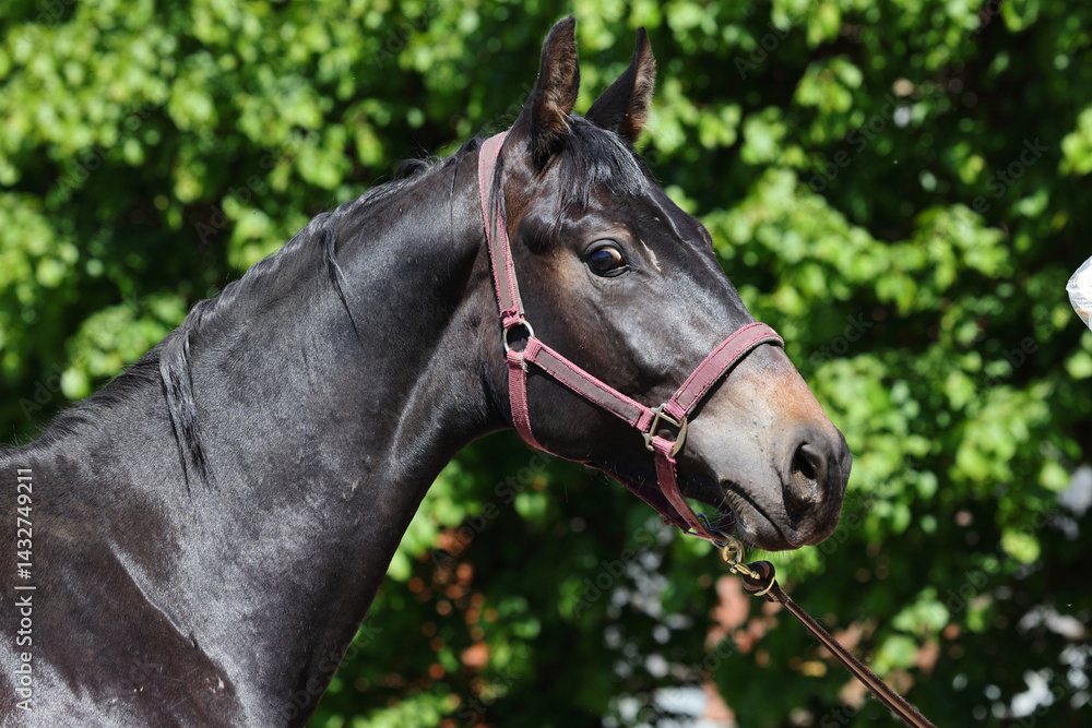 Fototapeta premium A beautiful black dressage horse portrait in green trees background
