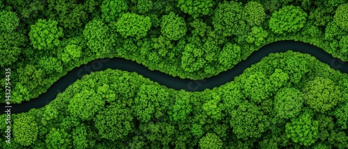 Aerial view of a lush green forest with a winding river flowing through it.  Perfect for environmental, nature, or travel projects.