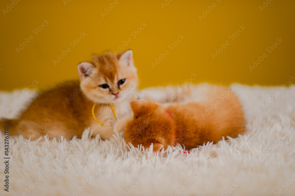 Fluffy orange cat, cute pet, cute animals, friendly and peaceful creatures, photo in studio