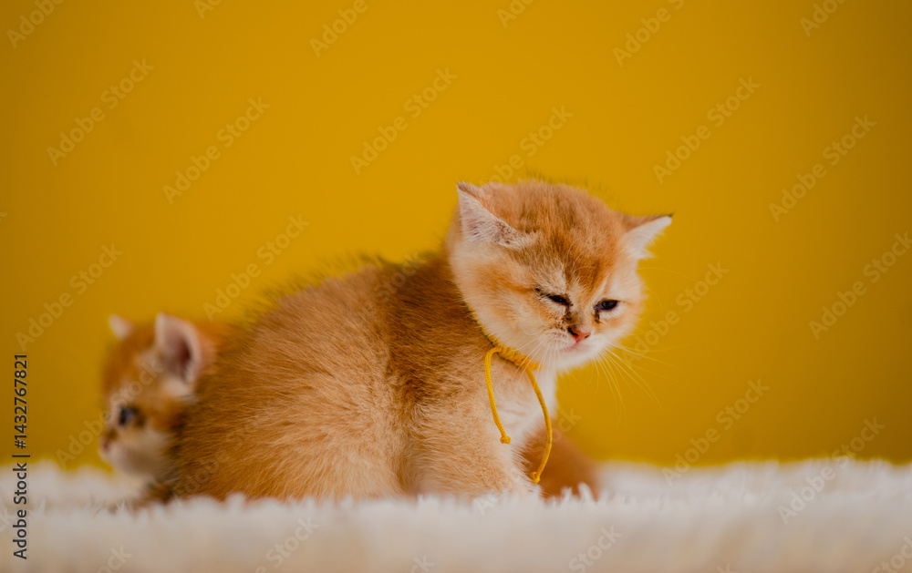 Fluffy orange cat, cute pet, cute animals, friendly and peaceful creatures, photo in studio