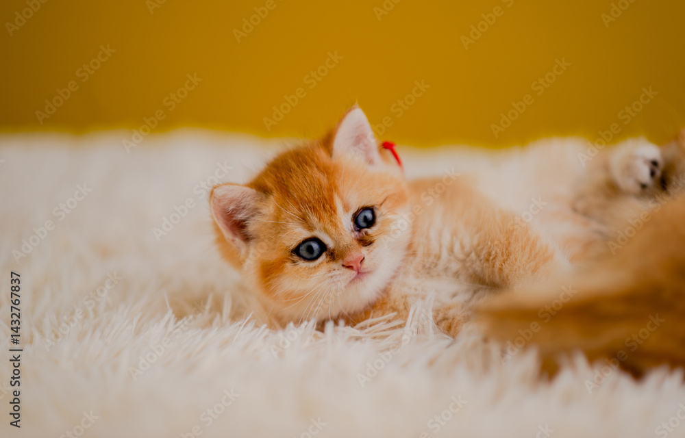 Fluffy orange cat, cute pet, cute animals, friendly and peaceful creatures, photo in studio