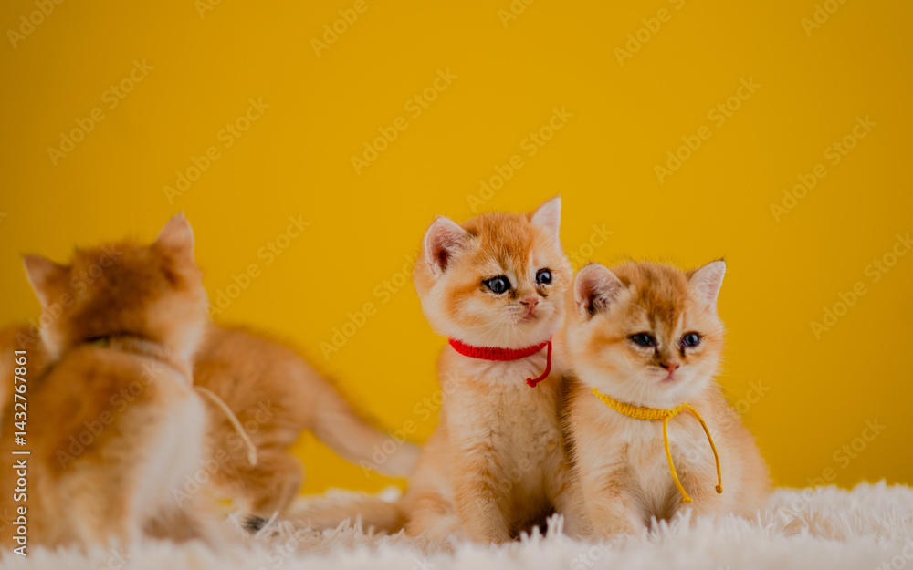 Fluffy orange cat, cute pet, cute animals, friendly and peaceful creatures, photo in studio