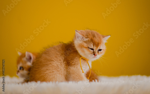 Obraz na płótnie Fluffy orange cat, cute pet, cute animals, friendly and peaceful creatures, photo in studio w salonie