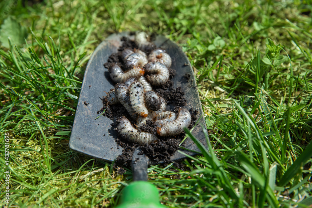 pędrak. Larwa, chrząszcz, majowego. Szkodnik, rolniczy. Grubs. May beetle larva.