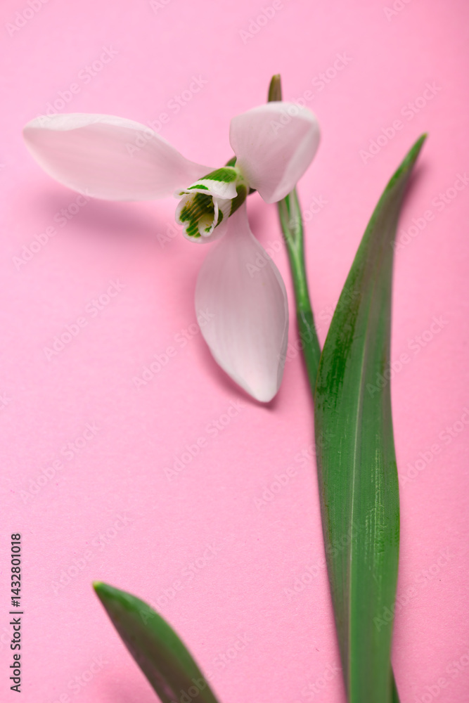 blooming snowdrop flower on a pink color backdrop, top view, studio photo, abstract floral background