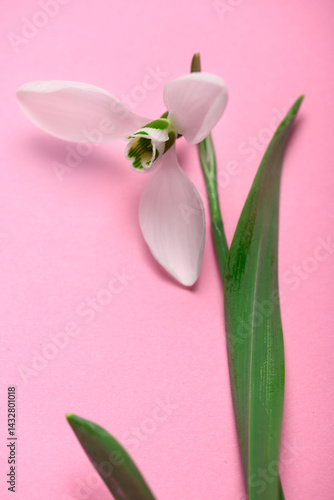 Obraz na płótnie blooming snowdrop flower on a pink color backdrop, top view, studio photo, abstract floral background w salonie