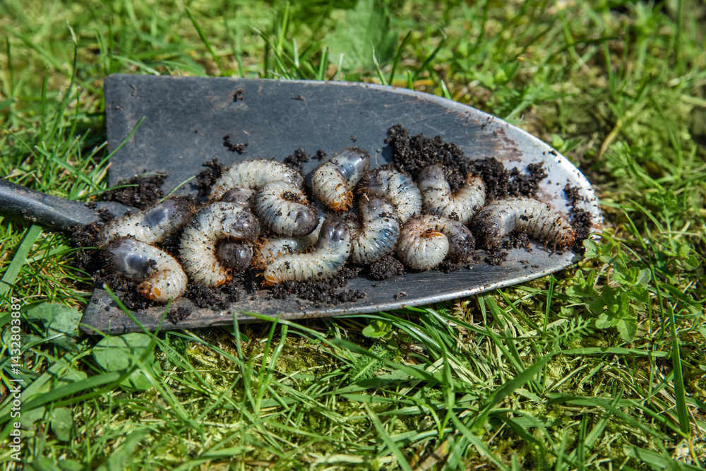 pędrak. Larwa, chrząszcz, majowego. Szkodnik, rolniczy. Grubs. May beetle larva.