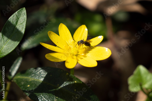 Celandine or Spring Buttercup, Ranunculus ficaria L., Ficaria verna L. and insect