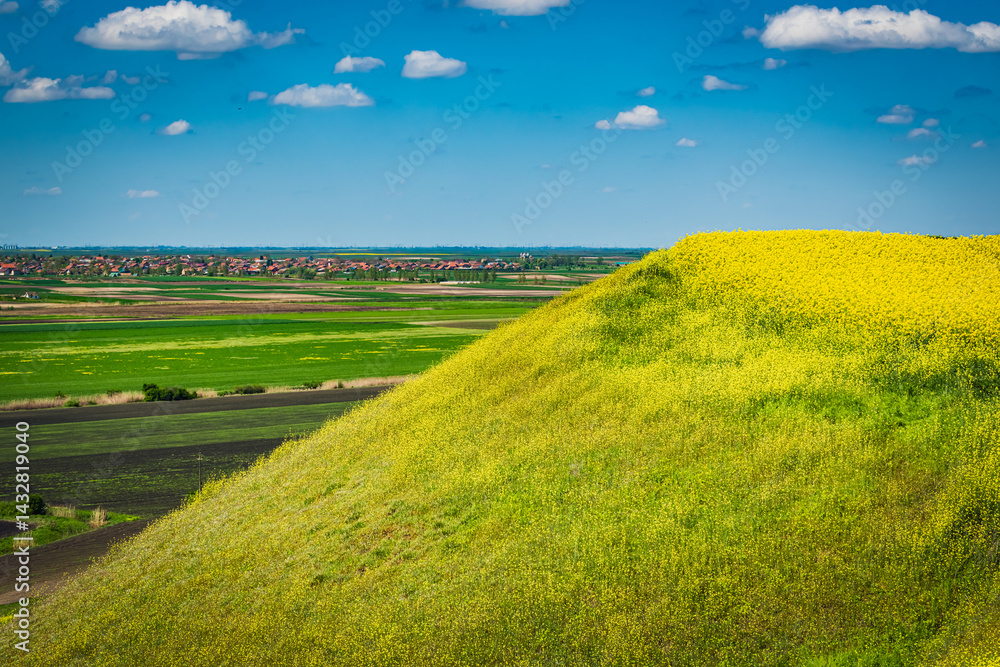 Fototapeta premium landscape with yellow rape field on hill and blue sky
