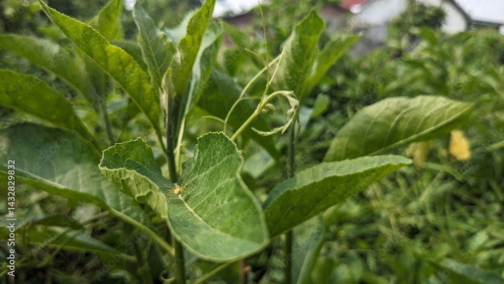 close-up of plants and flowers in the backyard, background, longan, chili, turi flower. close-up of plants and flowers in the backyard, background, longan, chili, turi flower.