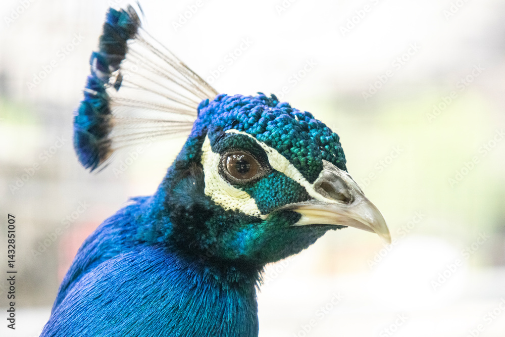 Beautiful male peacock head with vibrant color
