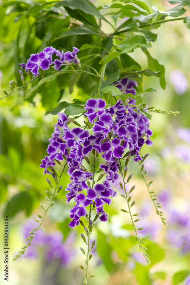 Wisteria flower in the garden. Clusters of fragrant, purple-blue flowers