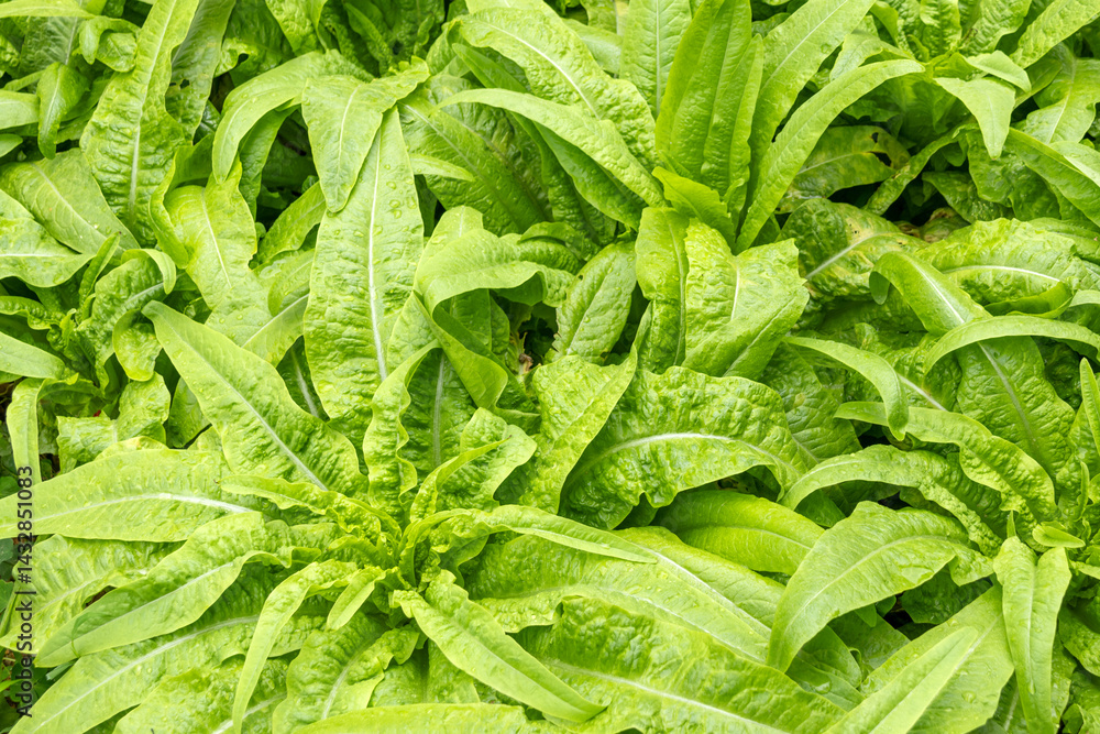 You Mai Cai, also known as Chinese lettuce, celtuce