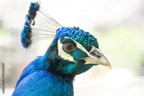 Obraz na płótnie Beautiful male peacock head with vibrant color w salonie