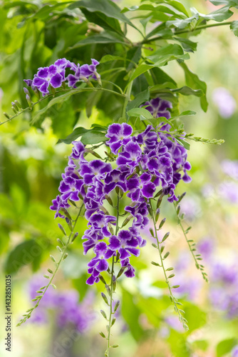 Obraz na płótnie Wisteria flower in the garden. Clusters of fragrant, purple-blue flowers w salonie