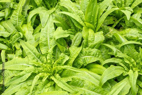 Obraz na płótnie You Mai Cai, also known as Chinese lettuce, celtuce w salonie
