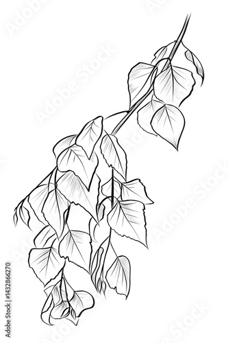 Birch tree branch hand-drawn leaf sketch vector