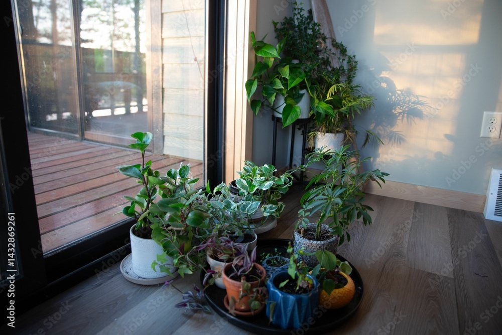 Fototapeta premium Indoor plants by a sunlit window with a wooden deck view.