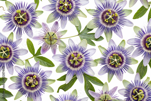Wallpaper Mural seamless pattern with maypop flowers Torontodigital.ca