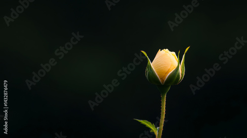 Rose on a dark background