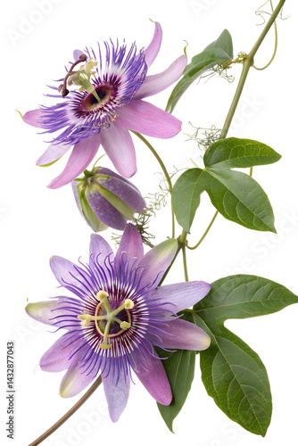 Passionflower isolated on white background