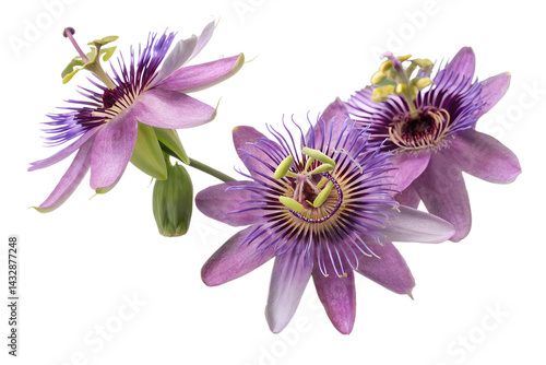 maypop flowers isolated on white background