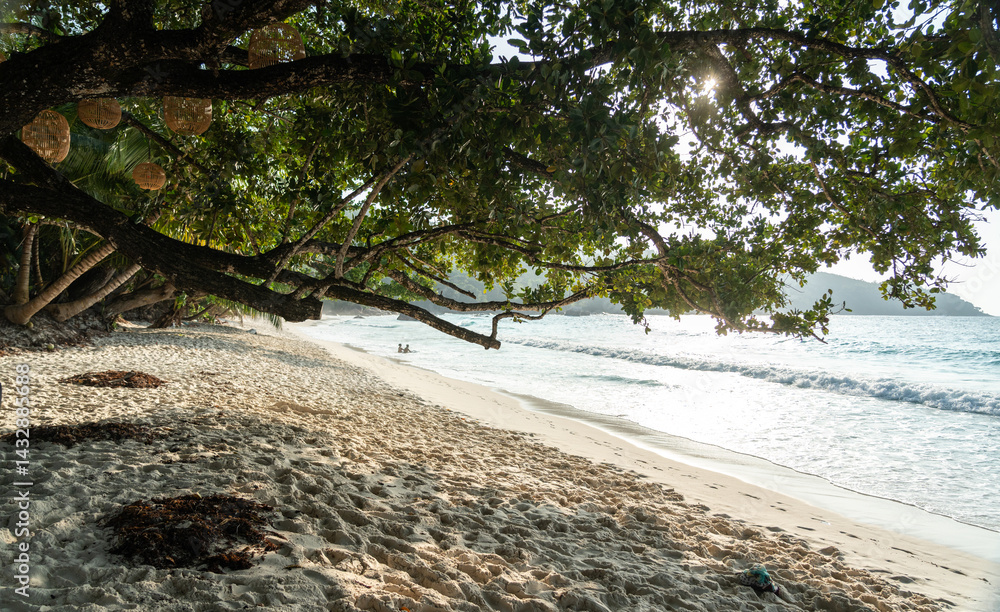 Anse Lazio beach on Seychelles with seaweed piles on sand during offseason, shaded by tropical trees