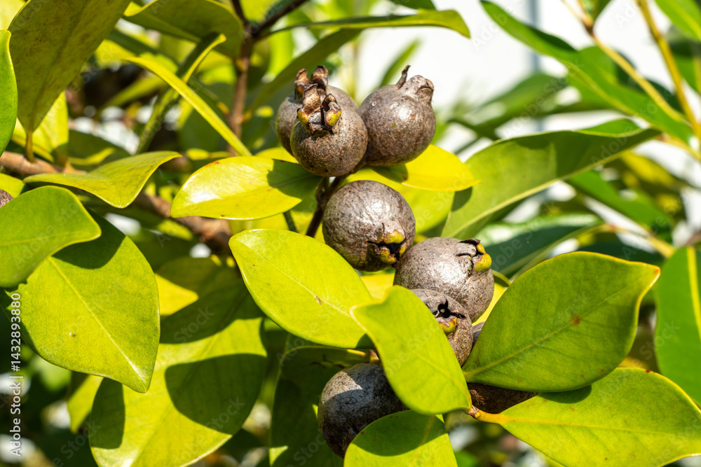 Close-up of tropical myrtle fruits and green leaves on a wild shrub in Seychelles