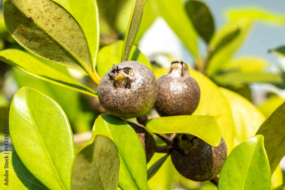 Close-up of tropical myrtle fruits and green leaves on a wild shrub in Seychelles