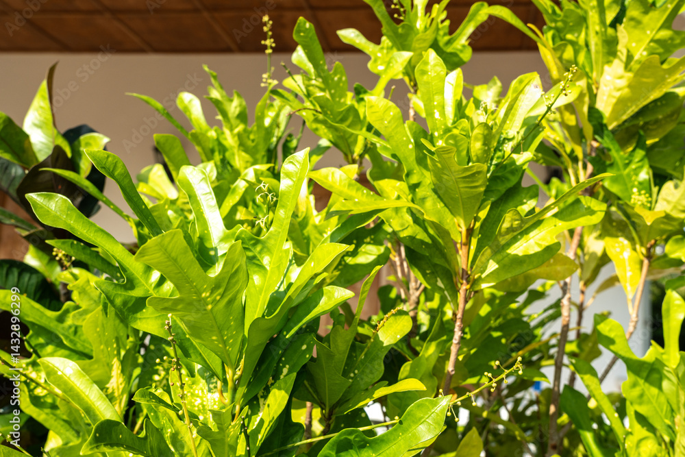 Meryta plant with glossy green broad leaves growing outdoors in Seychelles