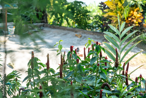 Tropical costus plant with red flowers visited by a sunbird in a lush garden in Seychelles