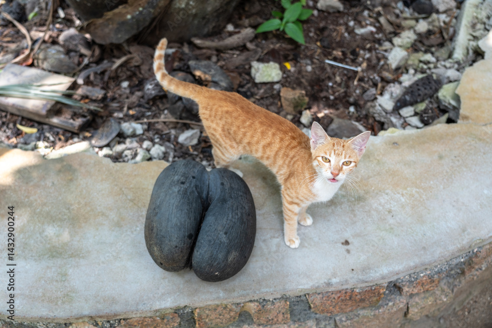 Stray ginger cat standing next to a large coco de mer nut in Fond Ferdinand Nature Reserve