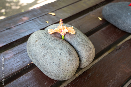 Obraz na płótnie Close-up of the rare Coco de Mer nut from Seychelles with a hibiscus flower on top w salonie