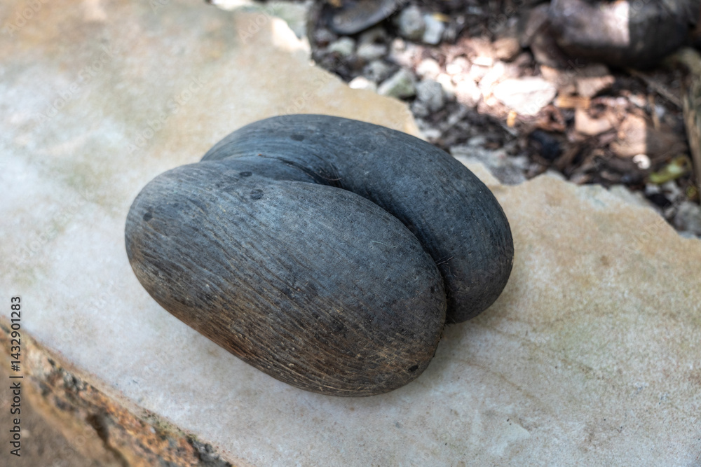 Coco de Mer seed on stone bench in Fond Ferdinand Nature Reserve on Praslin Island