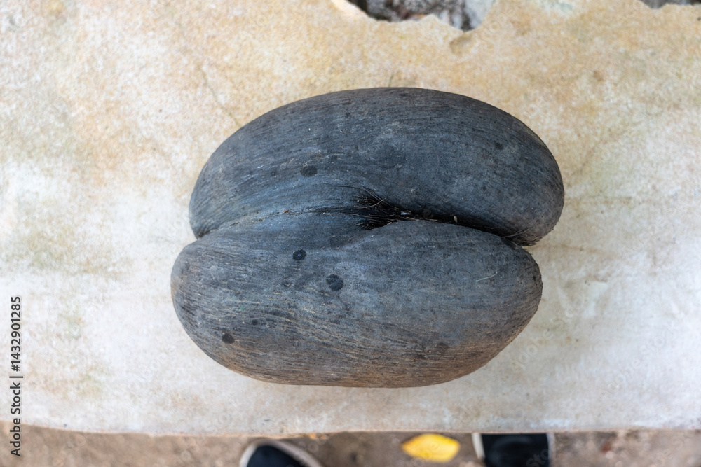 Coco de Mer seed on stone bench in Fond Ferdinand Nature Reserve on Praslin Island
