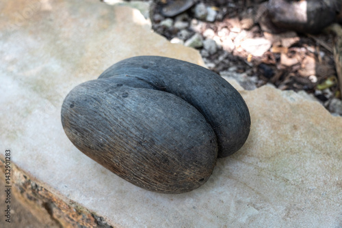 Obraz na płótnie Coco de Mer seed on stone bench in Fond Ferdinand Nature Reserve on Praslin Island w salonie