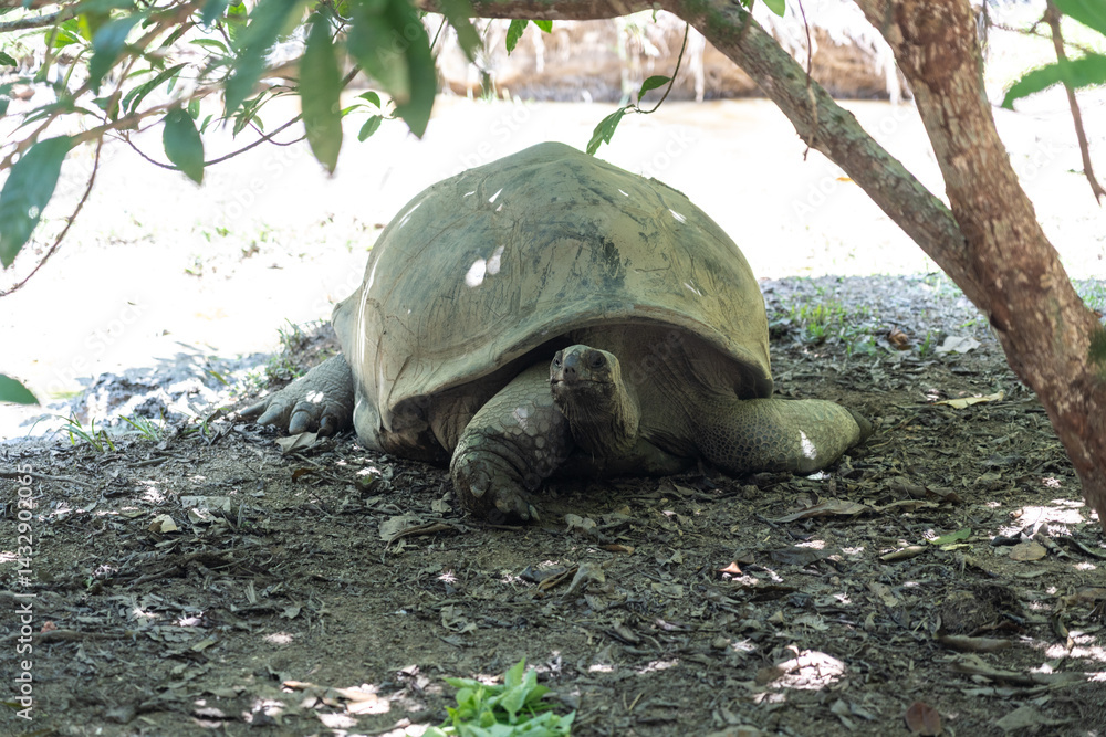 Aldabra giant tortoise resting in shade at Fond Ferdinand Nature Reserve on Praslin Island