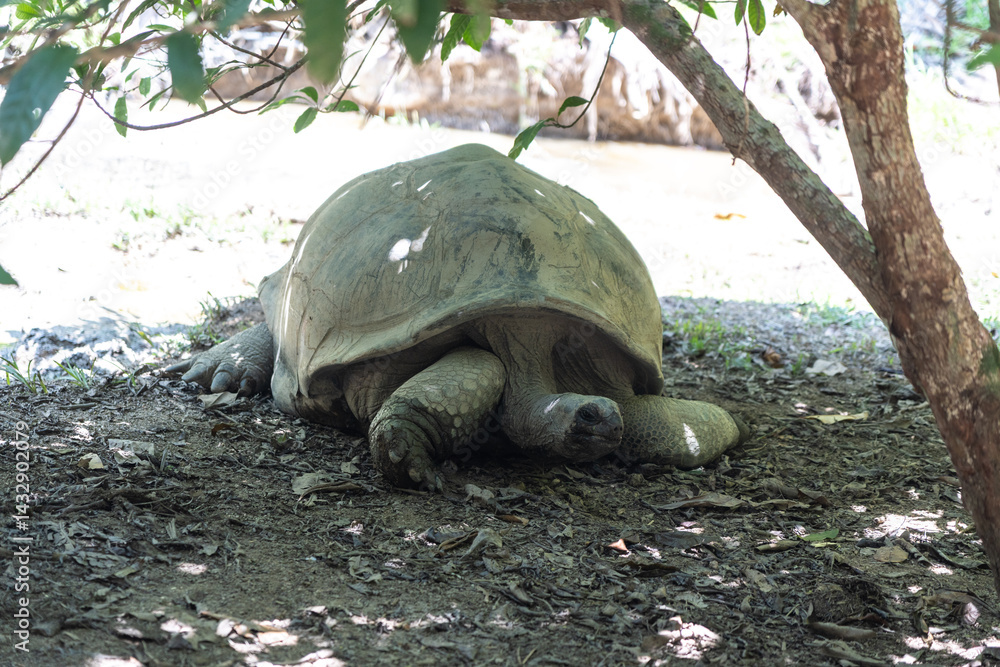Aldabra giant tortoise resting in shade at Fond Ferdinand Nature Reserve on Praslin Island