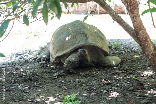 Obraz na płótnie Aldabra giant tortoise resting in shade at Fond Ferdinand Nature Reserve on Praslin Island w salonie