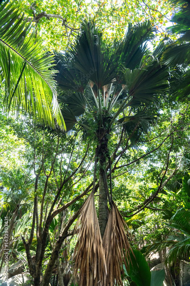 Tall coco de mer palm tree in the dense tropical jungle of Fond Ferdinand Nature Reserve