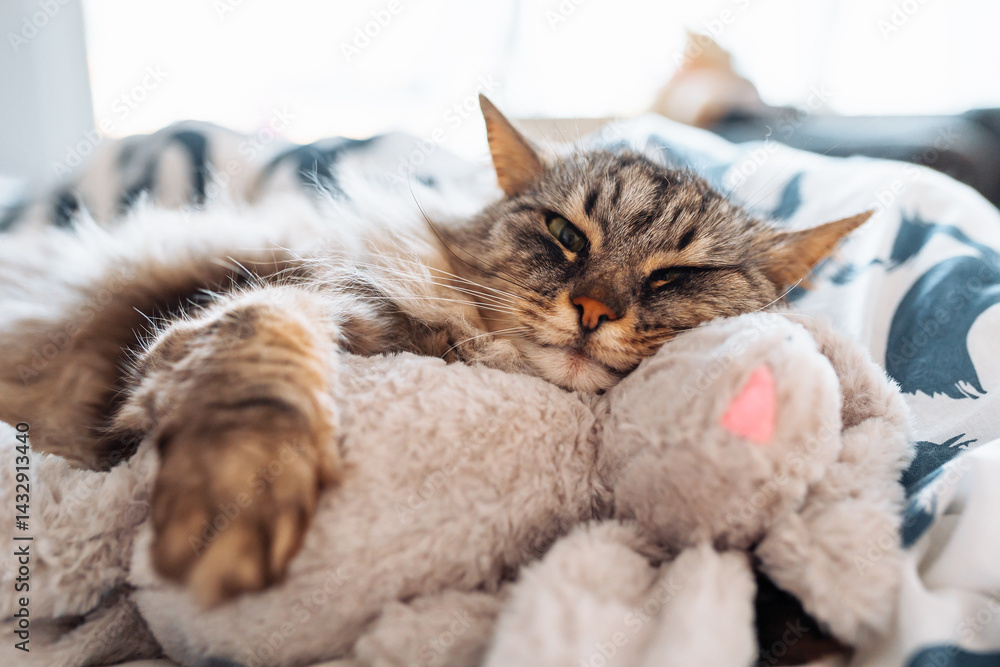 Fototapeta premium sleeping fluffy cute gray cat hugging a plush toy bunny