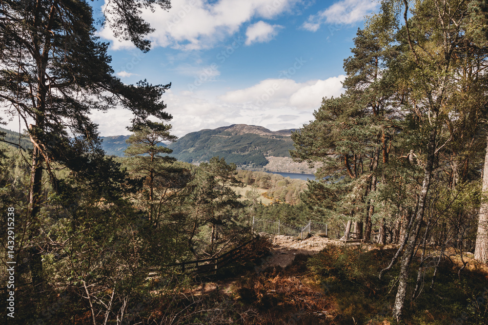pine tree in the mountains Scotland near Inverness