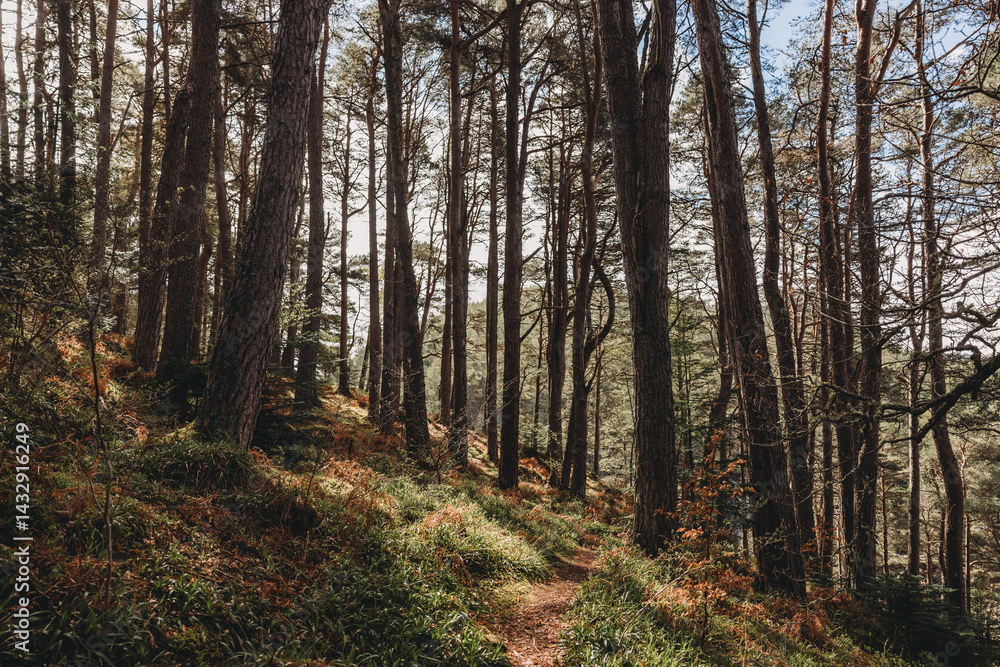 forest in autumn Scotland
