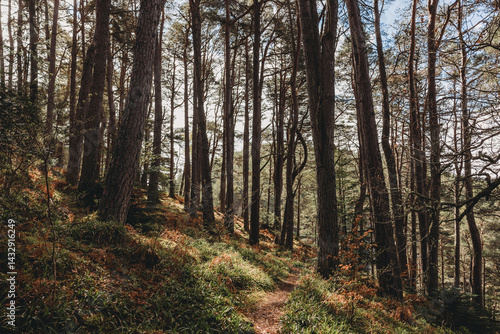 Obraz na płótnie forest in autumn Scotland w salonie