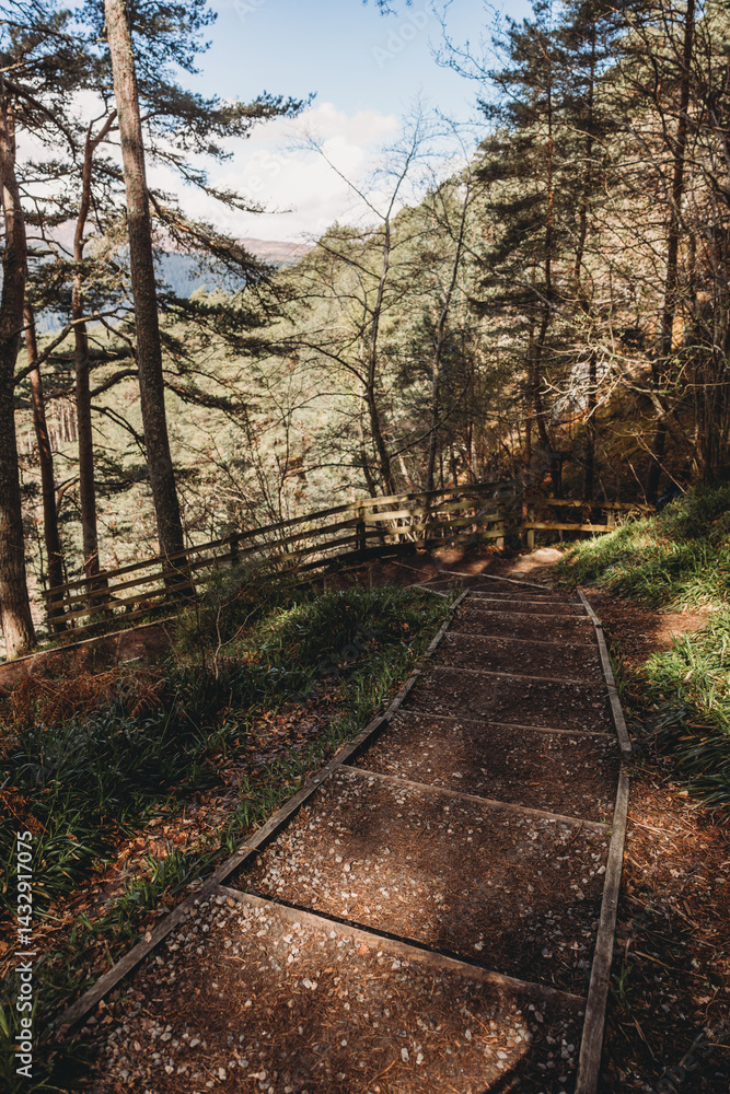 path in the woods