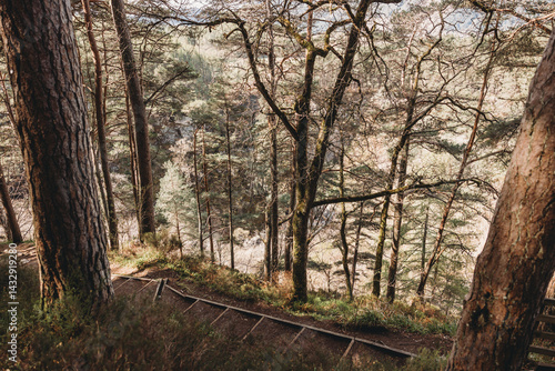 path in the woods