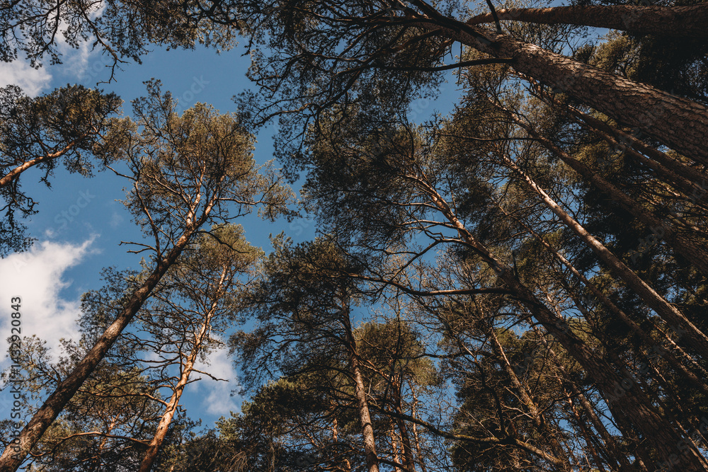 trees in the forest