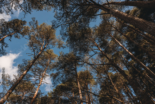 Obraz na płótnie trees in the forest w salonie